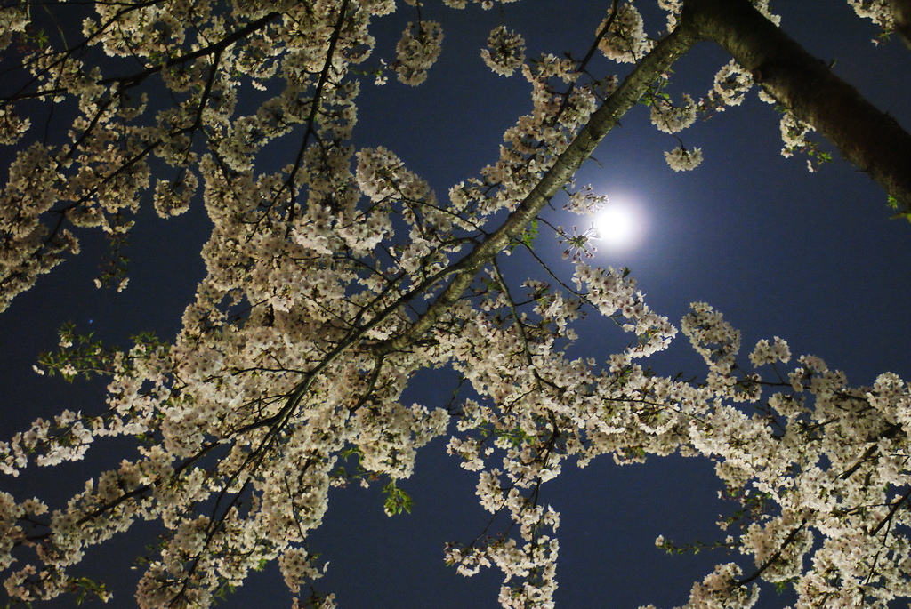 夜桜