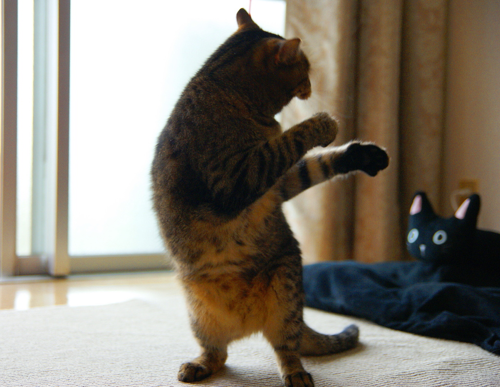 Dancing Cat☆