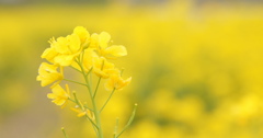 菜の花畑の黄色
