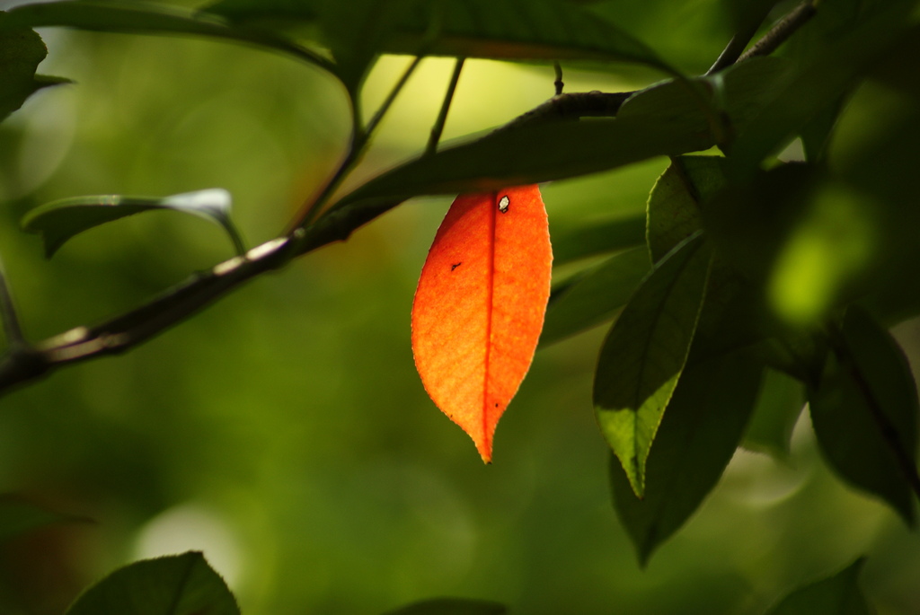 紅一点