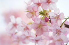 門前の桜