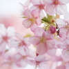 門前の桜