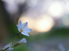 野に咲く花