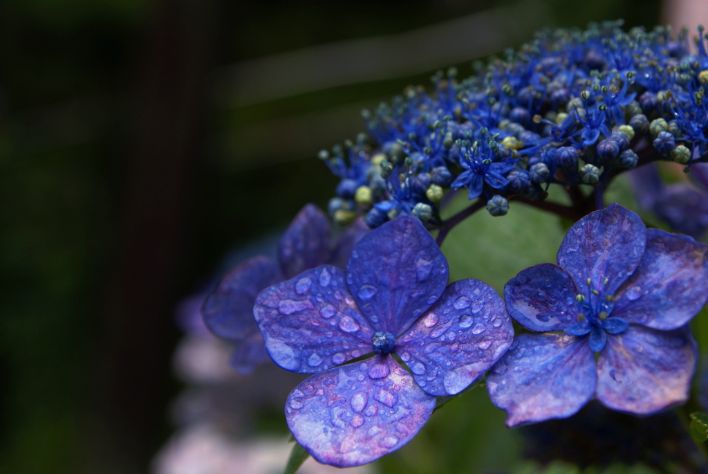 梅雨の花