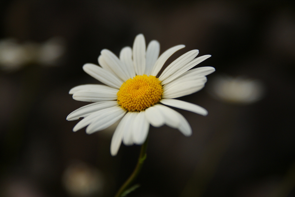 なんか白い花