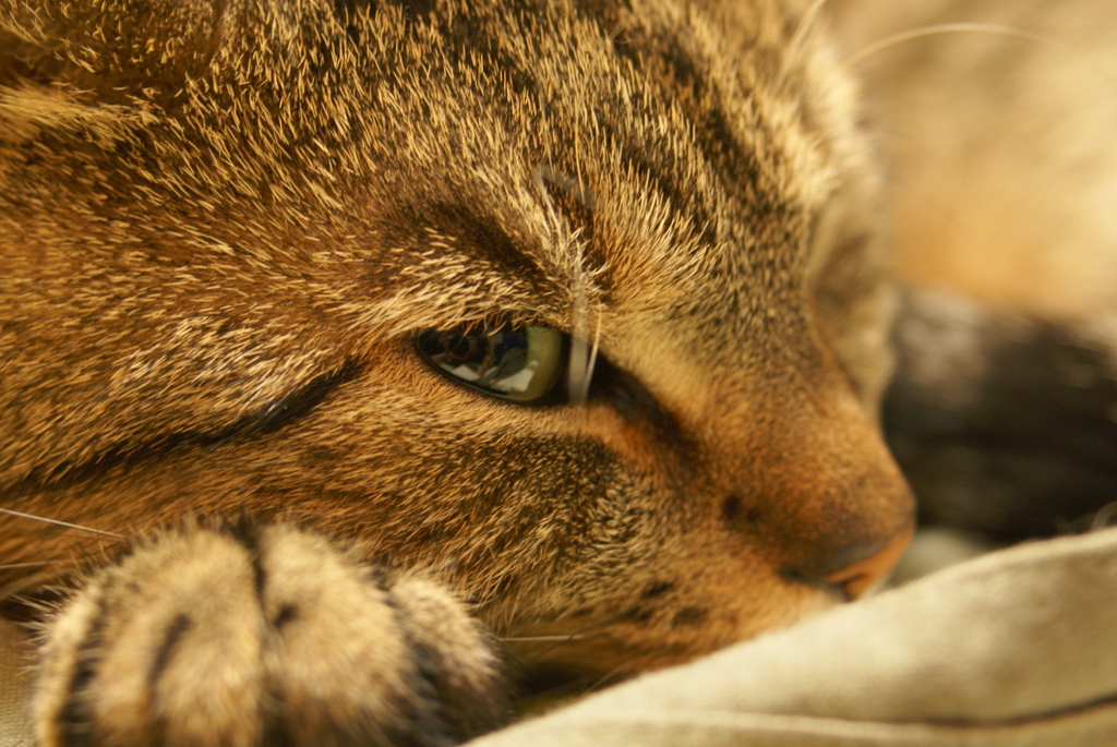 CAT'S EYE