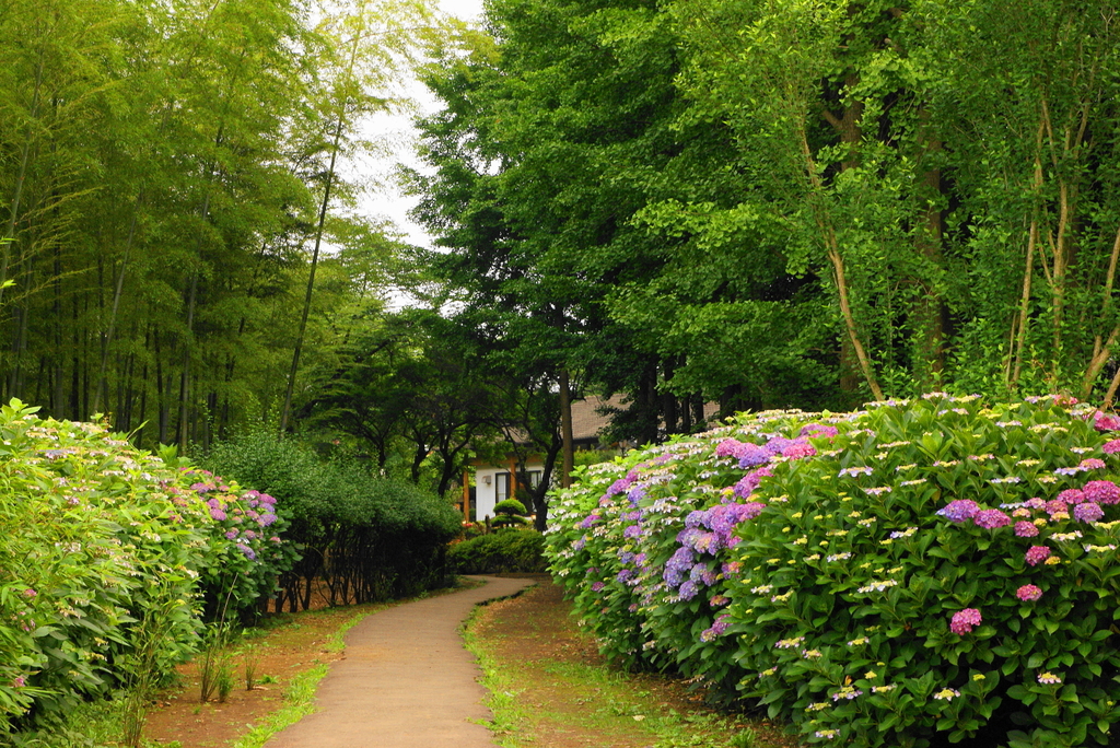 紫陽花小路