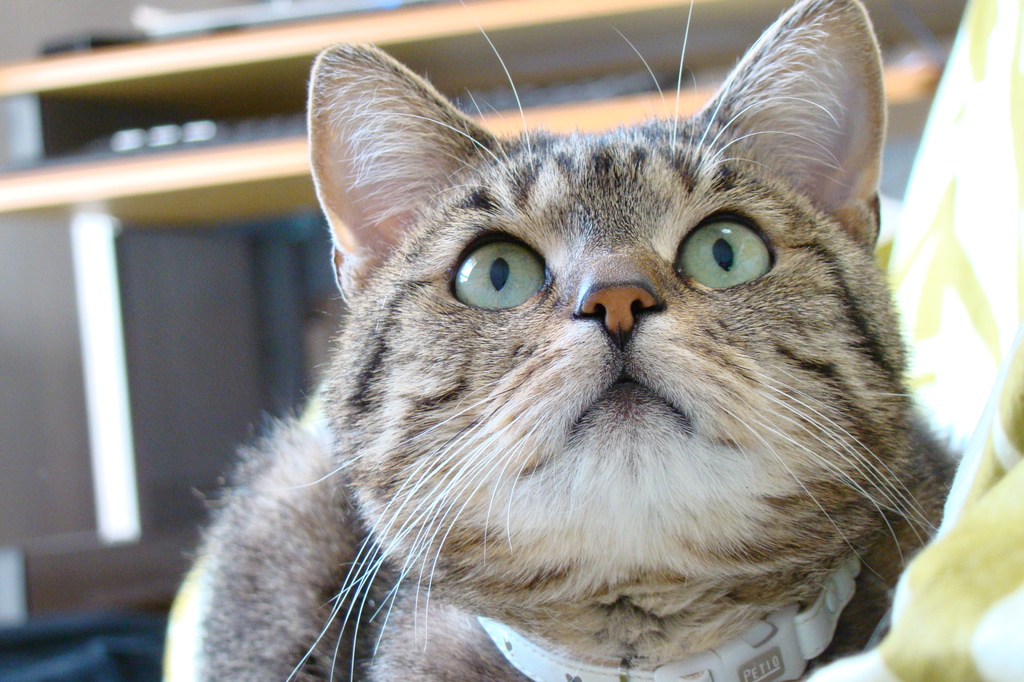 愛猫　うめぼし