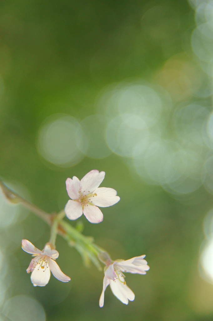 桜