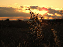 田舎夕暮れ