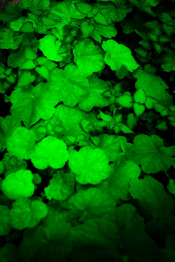 Green bed