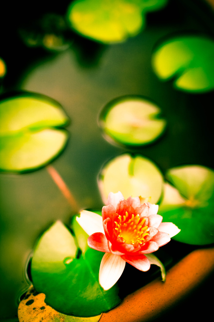 _MG_2010-3