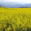 春の十万大山