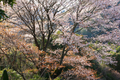 朝日に匂う山桜
