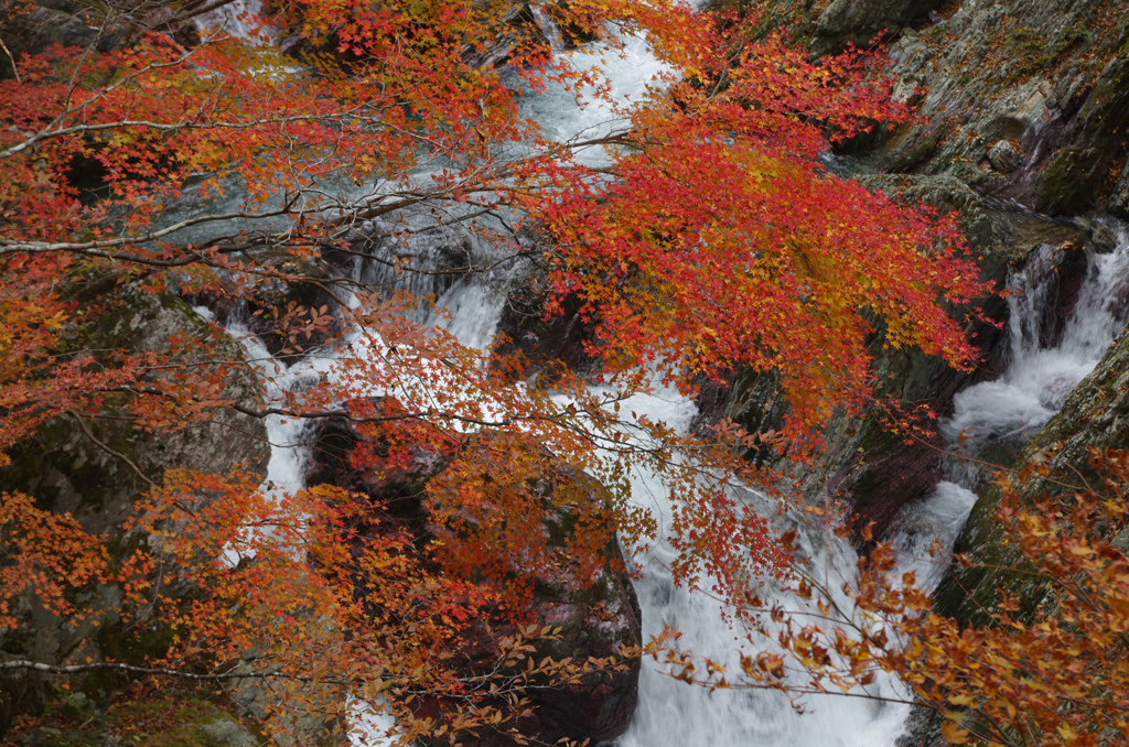 白流に紅葉