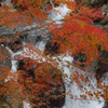 白流に紅葉