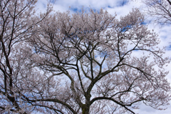 春雲
