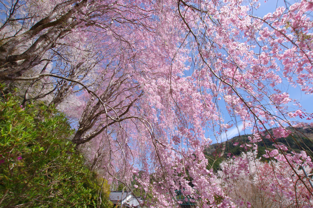 桜幕ふんわ～り