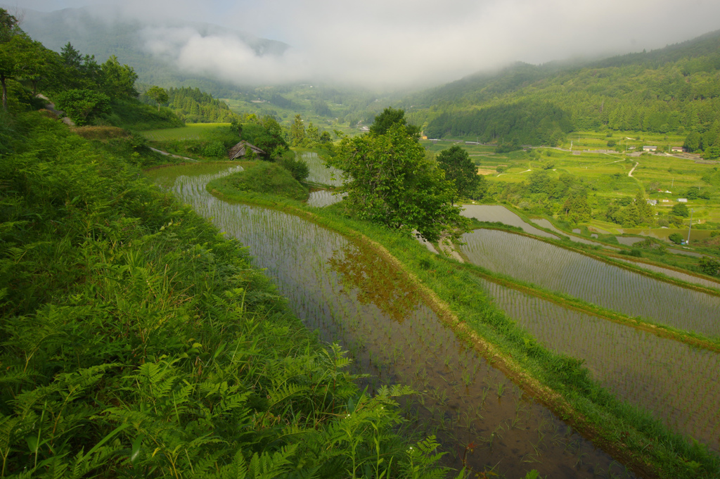 吉延棚田
