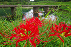 彼岸花咲いて