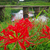 彼岸花咲いて