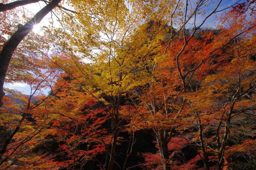 山峡紅葉
