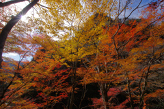 山峡紅葉
