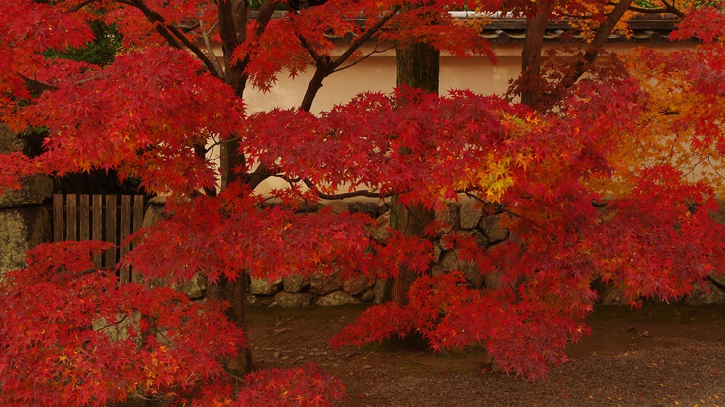 紅屏風