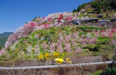 花桃の咲く里