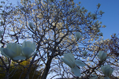 青白き朝