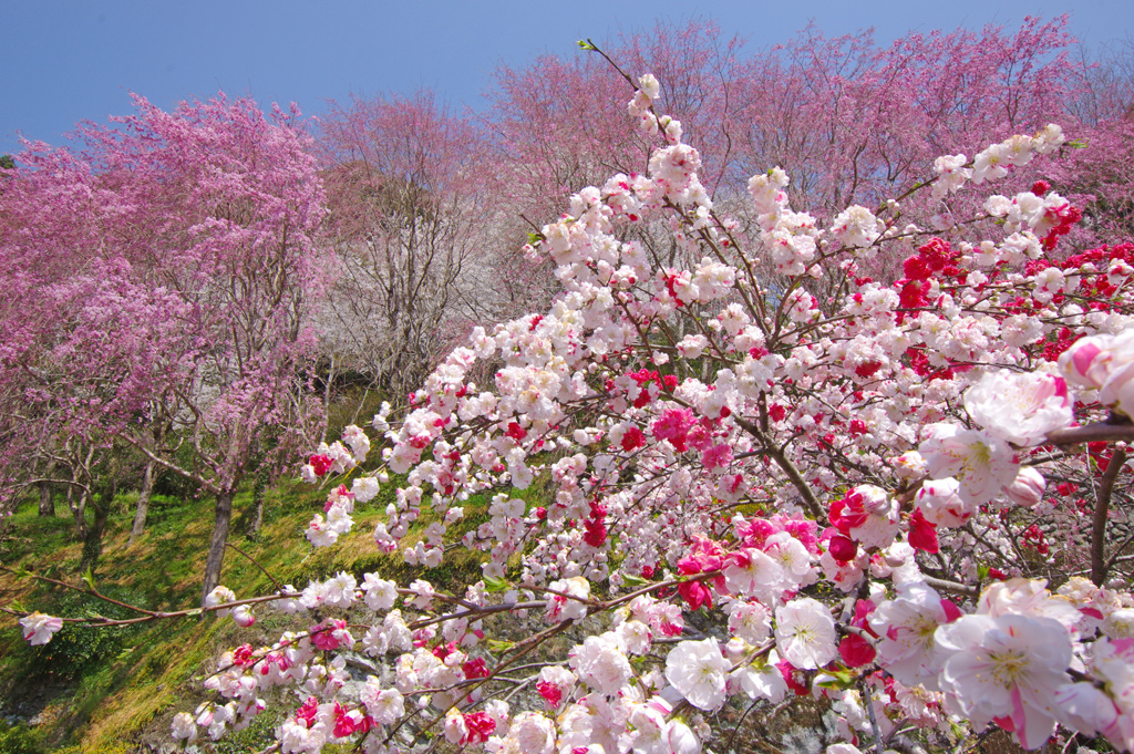 春宴