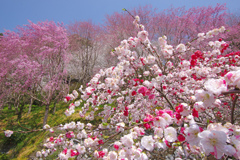 春宴