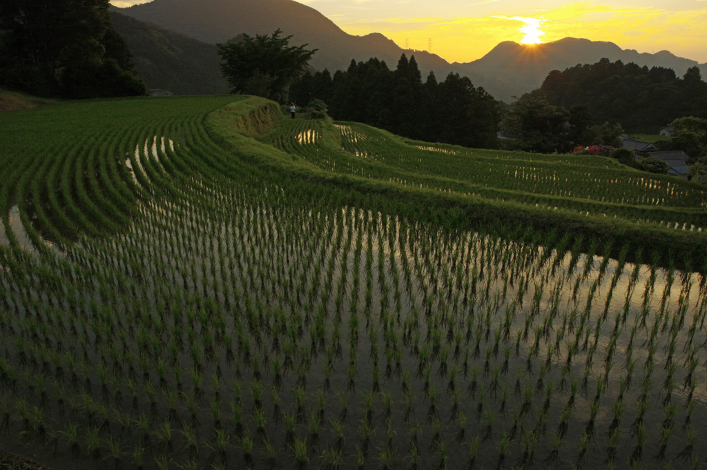 棚田夕暮れ