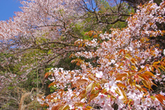 行川桜