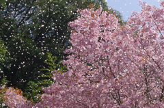 桜吹雪が、、