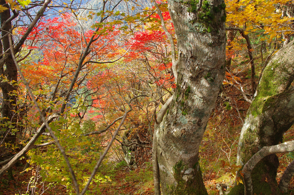 下山路の紅葉