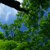 初夏の薫り