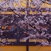さくら華やぐ時