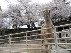 桜とらくだのはま子ちゃん