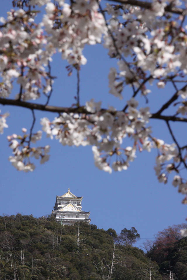 岐阜城と桜