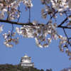 岐阜城と桜