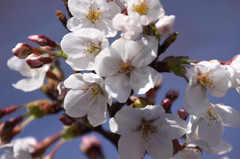 岐阜市内の桜