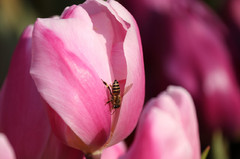 冬咲きチューリップと蜂