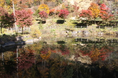 水鏡に映る紅葉