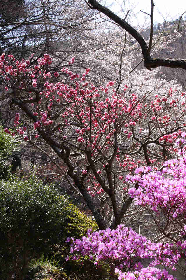 桜・梅・躑躅