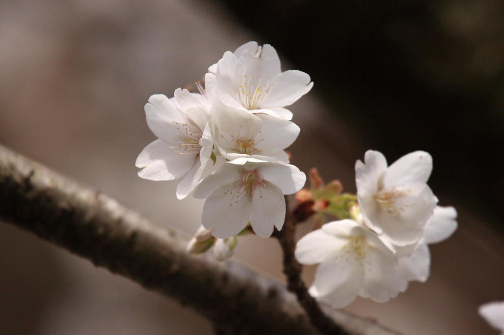 すでに満開 早咲きの桜