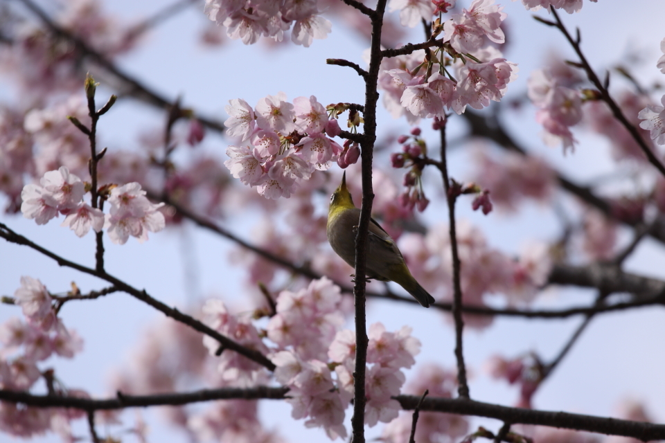 河津桜とメジロ