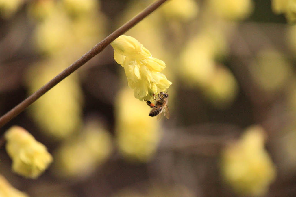 花粉が重い？