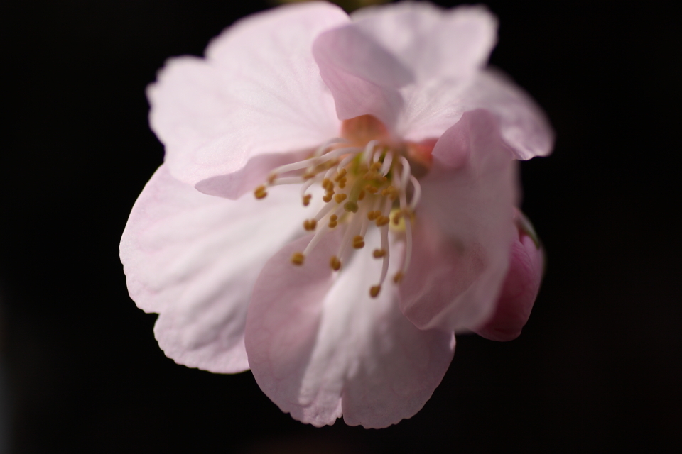河津桜