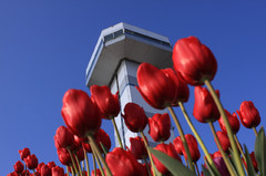 冬咲きチューリップと展望タワー